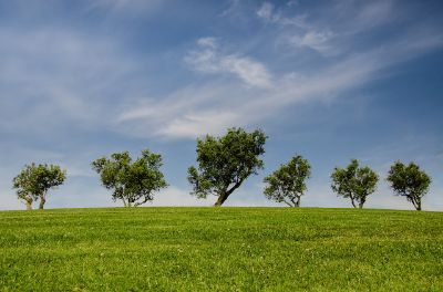 alberi nel prato