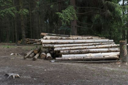 Assegnazione legna da ardere ad uso familiare 