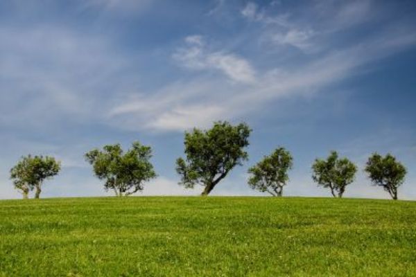 alberi nel prato alberi nel prato